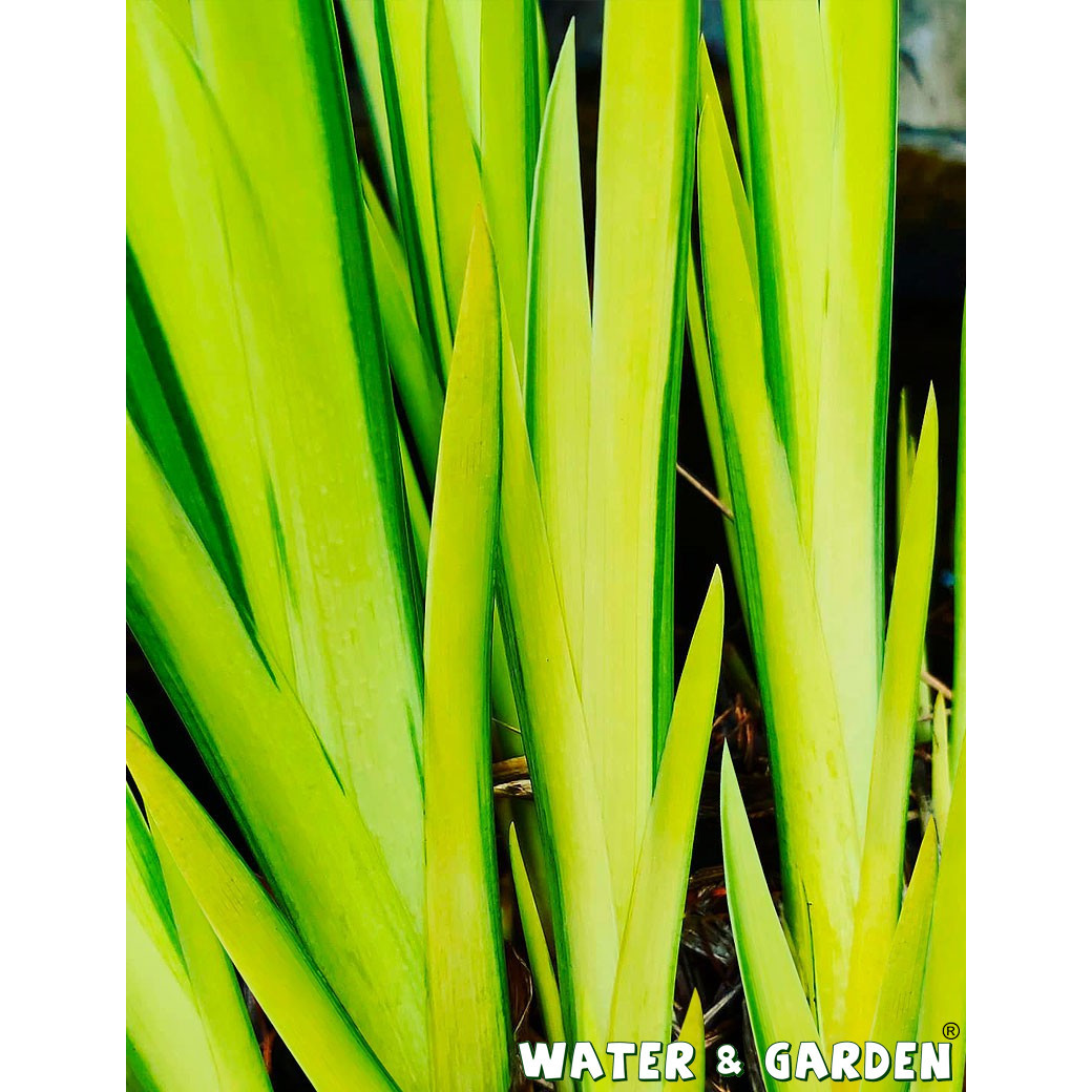 Kosaciec żółty - Roślina do oczka wodnego - Iris Pseudacorus 'Variegata'