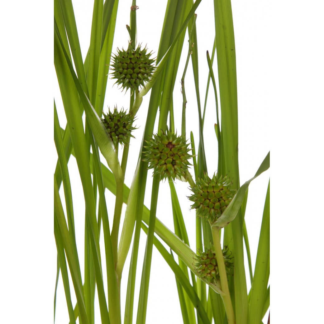 Jeżogłówka gałęzista - Roślina do oczka wodnego - Sparganium Erectum