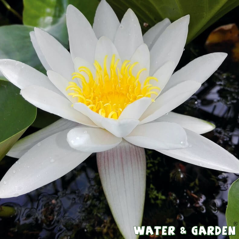 Lilia wodna - Roślina do oczka wodnego - Nymphaea Marliacea Albida