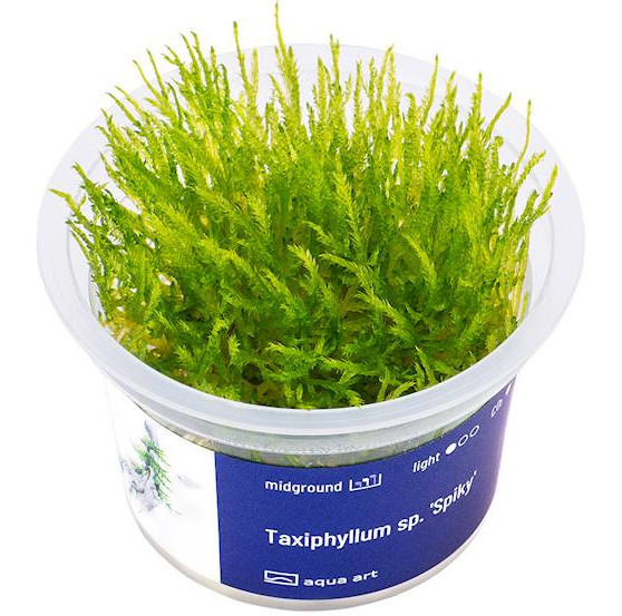 Taxiphyllum sp. 'Spiky' - Mech Spiky Moss Roślina in vitro - kubek 6cm
