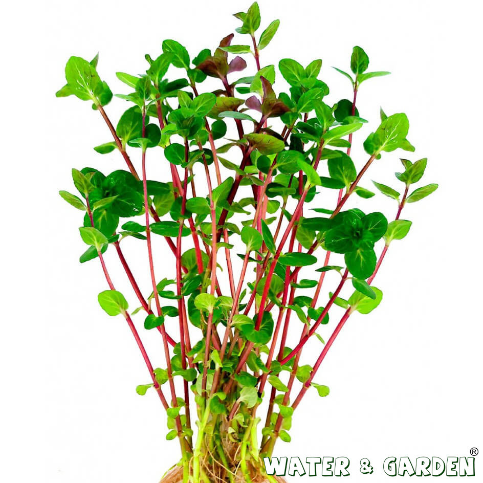 Mięta nadwodna - Roślina do oczka wodnego - Mentha Aquatica