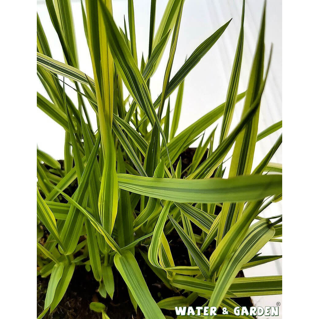 Mozga trzcinowa - Roślina do oczka wodnego - Phalaris Arundinacea 'Pure-Gold'