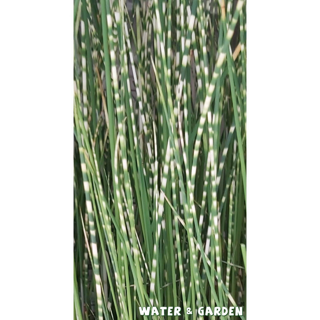 Oczeret paskowany - Roślina do oczka wodnego - Scirpus Tabernaemontanii 'Zebrinus'