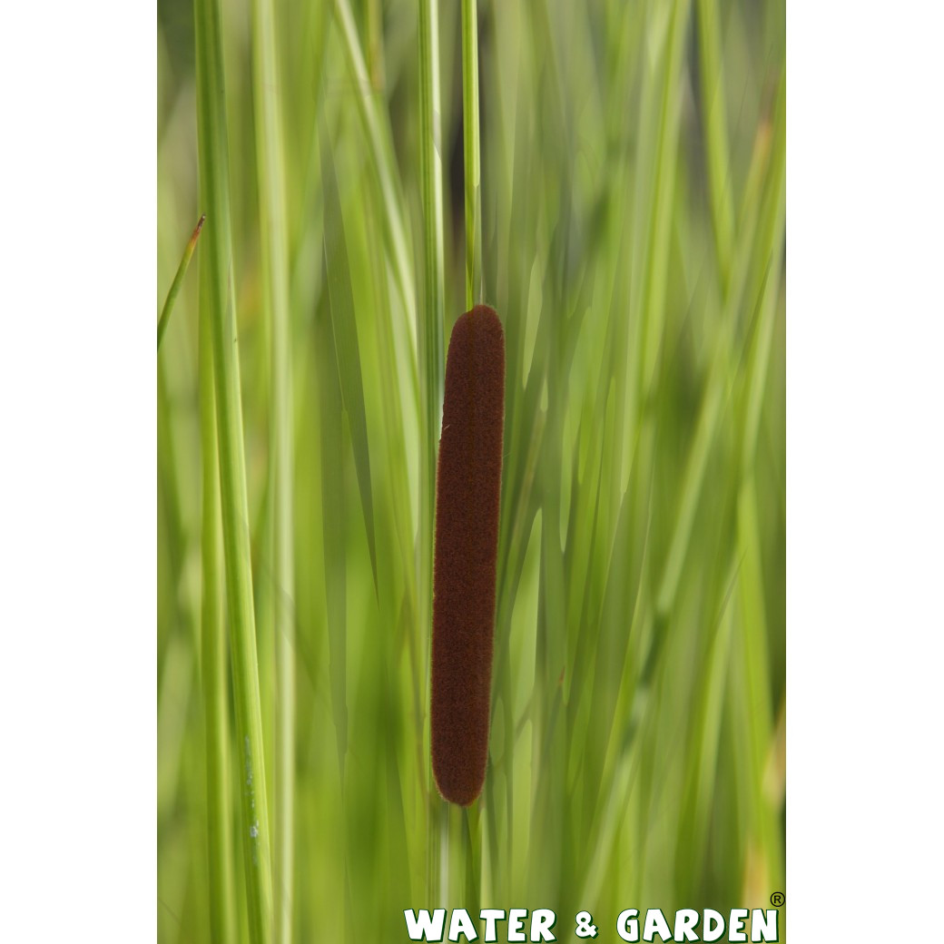 Pałka wąskolistna - Roślina do oczka wodnego - Typha Angustifolia