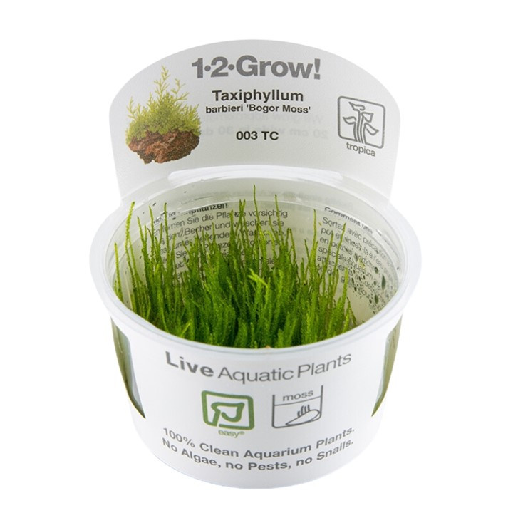Tropica 1-2-Grow Mech Bogor Moss - Roślina do akwarium - kubek 7cm