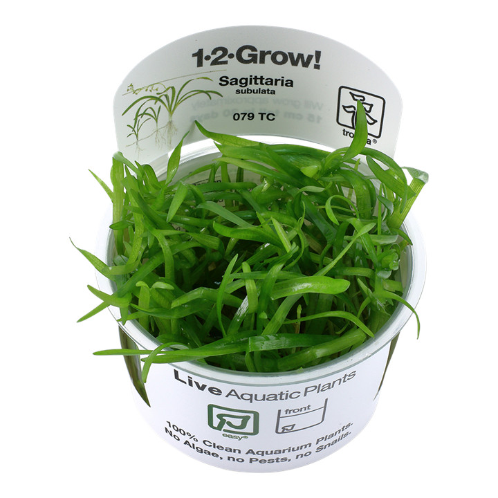 Tropica 1-2-Grow Sagittaria Subulata - Roślina do akwarium - kubek 7cm
