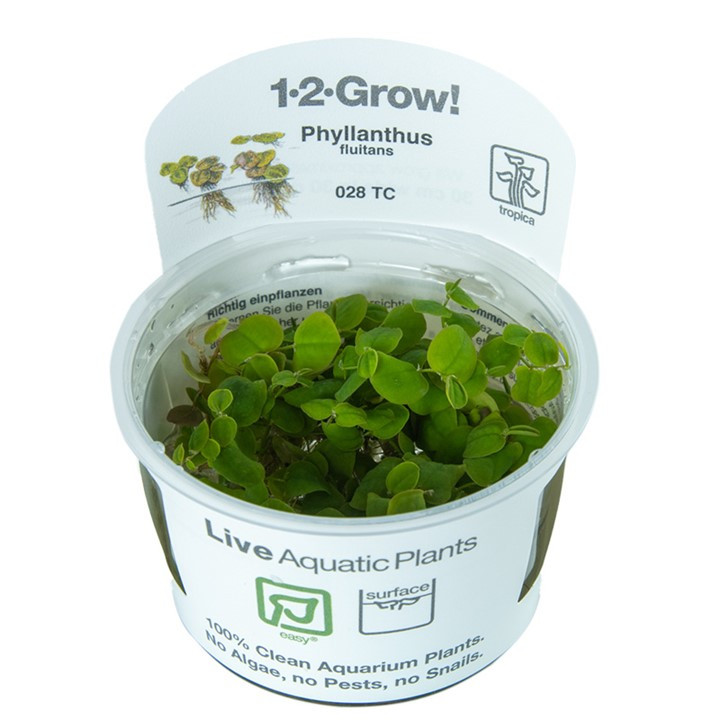 Tropica 1-2-Grow Phyllanthus Fluitans  Roślina do akwarium - kubek 7cm