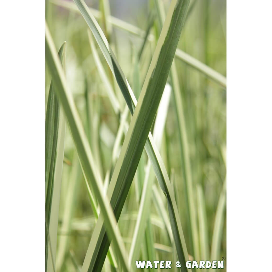 Tatarak zwyczajny - Roślina do oczka wodnego - Acorus Calamus 'Variegatus'
