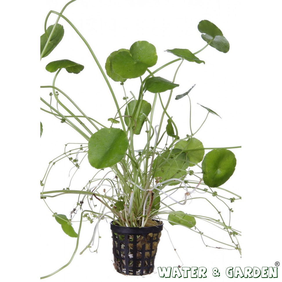 Wąkrotka zwyczajna - Roślina do oczka wodnego - Hydrocotyle Vulgaris