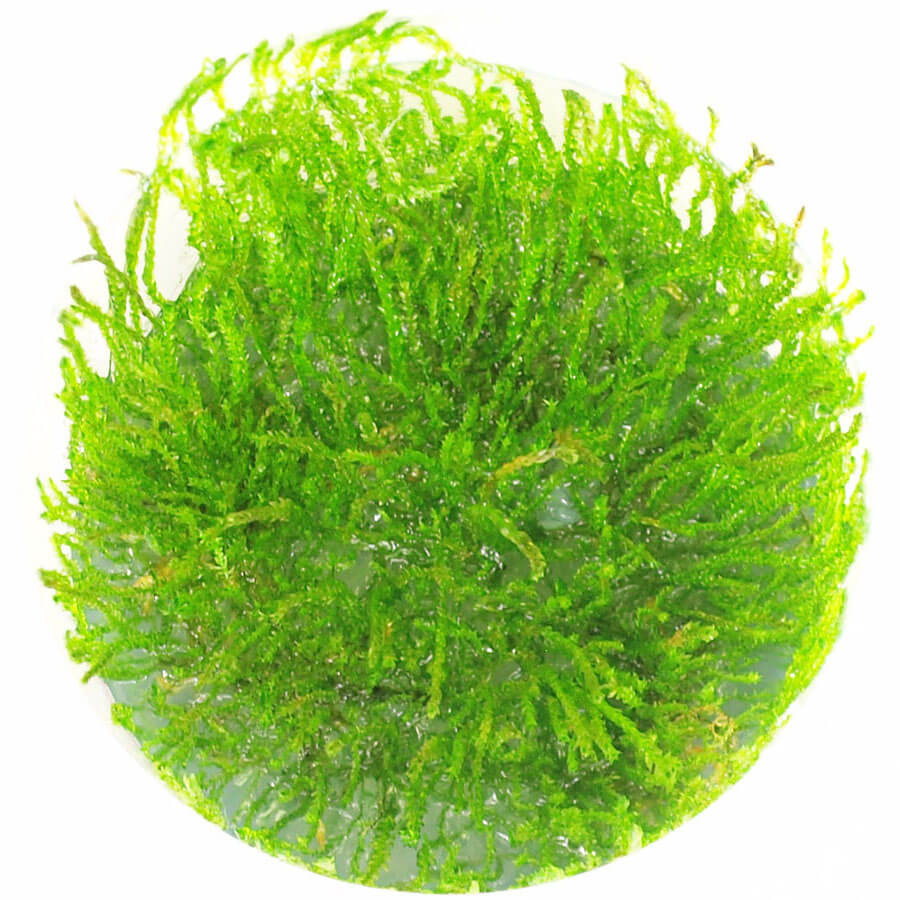 Mech Weeping Moss - Roślina do akwarium - kubek 6cm