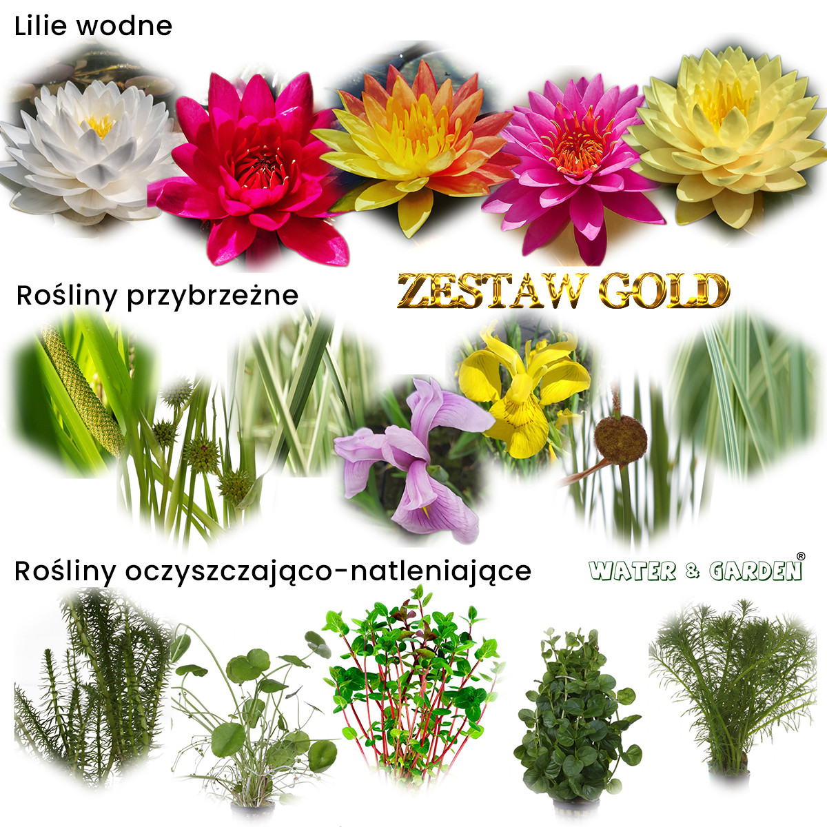 Zestaw roślin Gold obsada do oczek wodnych