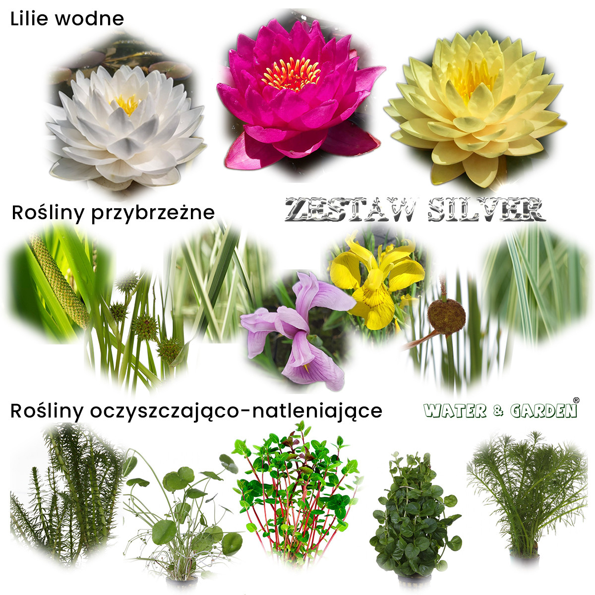 Zestaw roślin Silver obsada do oczek wodnych