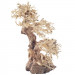 Progrow Bonsai Tree BT2M 30X15X23cm