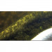 Oase AquaActiv Algo Direct 5L Usuwa glony nitkowate