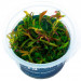Limnophila Aromatica - Roślina do akwarium - kubek 6cm
