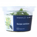 Bacopa Caroliniana - Roślina do akwarium - kubek 6cm