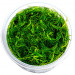 Bacopa Myriophylloides - Roślina do akwarium - kubek 6cm