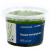 Bacopa Myriophylloides - Roślina do akwarium - kubek 6cm