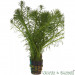 Wywłócznik kłosowy - Roślina do oczka wodnego - Myriophyllum Spicatum