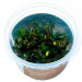 Bucephalandra sp. Aqua Artica - Roślina do akwarium - kubek 6cm