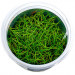 Eleocharis Acicularis Mini - Roślina do akwarium - kubek 6cm