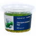Eleocharis Acicularis Mini - Roślina do akwarium - kubek 6cm