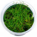 Eleocharis Pusilla - Roślina do akwarium - kubek 6cm