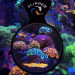 Flipper DeepSee Standard lupa do akwarium 10cm 
