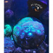 Flipper DeepSee Standard lupa do akwarium 10cm 