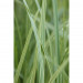 Manna mielec - Roślina do oczka wodnego - Gliceria Maxima 'Variegata'