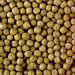 Hikari Cichlid Staple Medium 250g - Pokarm dla pielęgnic