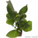 Pstrolistka sercowata - Roślina do oczka wodnego - Houttuynia Cordata