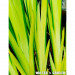 Kosaciec żółty - Roślina do oczka wodnego - Iris Pseudacorus 'Variegata'