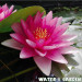 Lilia wodna - Roślina do oczka wodnego - Nymphaea 'Attraction'