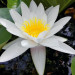 Lilia wodna - Roślina do oczka wodnego - Nymphaea Marliacea Albida