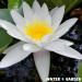Lilia wodna - Roślina do oczka wodnego - Nymphaea Marliacea Albida