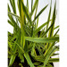 Mozga trzcinowa - Roślina do oczka wodnego - Phalaris Arundinacea 'Pure-Gold'