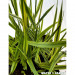 Mozga trzcinowa - Roślina do oczka wodnego - Phalaris Arundinacea 'Pure-Gold'
