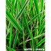 Mozga trzcinowa - Roślina do oczka wodnego - Phalaris Arundinacea Var. Picta "Tricolor"