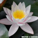 Lilia wodna - Roślina do oczka wodnego  - Nymphaea Candidisima Rosea