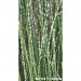 Oczeret paskowany - Roślina do oczka wodnego - Scirpus Tabernaemontanii 'Zebrinus'