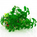 Proserpinaca Palustris - Roślina do akwarium - kubek 6cm