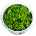 Rotala Rotundifolia - Roślina do akwarium - kubek 6cm
