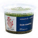 Rotala Rotundifolia - Roślina do akwarium - kubek 6cm
