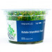 Rotala Rotundifolia Green - Roślina do akwarium - kubek 6cm