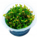 Rotala Rotundifolia Green - Roślina do akwarium - kubek 6cm