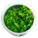 Rotala sp. Nanjenshan - Roślina do akwarium - kubek 6cm
