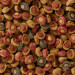 Sera Koi All Seasons Probiotic 5kg Pokarm dla karpi koi