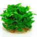 Staurogyne Repens - Roślina do akwarium - kubek 6cm