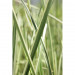 Tatarak zwyczajny - Roślina do oczka wodnego - Acorus Calamus 'Variegatus'